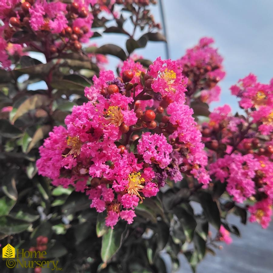 Lagerstroemia indica Barista® 'Dark Roast'