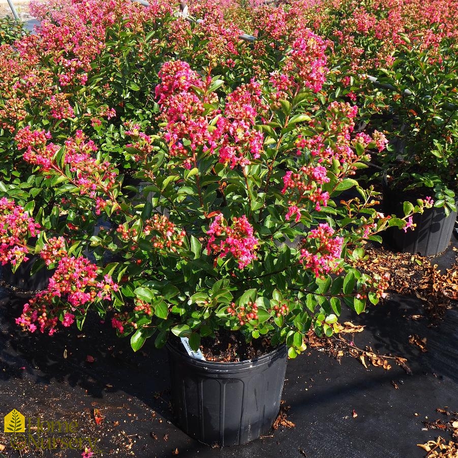 Lagerstroemia indica Bellini® Raspberry