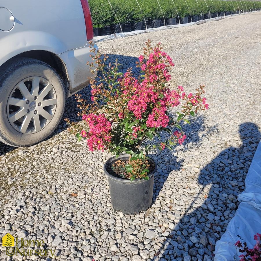 Lagerstroemia indica 'Dwarf Victor'