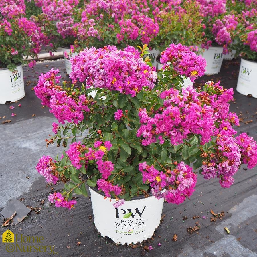 Lagerstroemia indica Infinitini® Purple