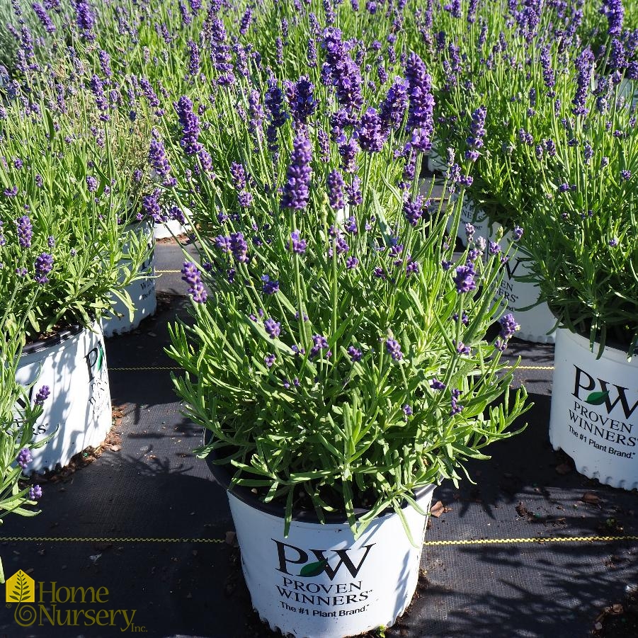 Lavandula angustifolia Sweet Romance®