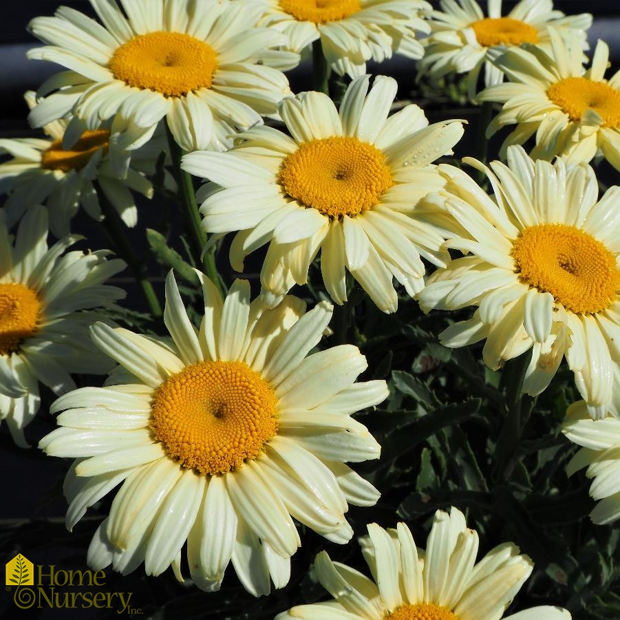 Oxeye Daisy Plants For Sale | Wholesale Nursery Co