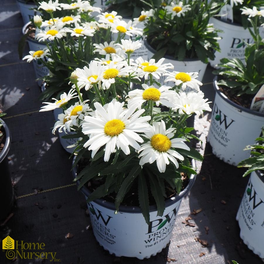 Leucanthemum superbum Amazing Daisies® Daisy May®