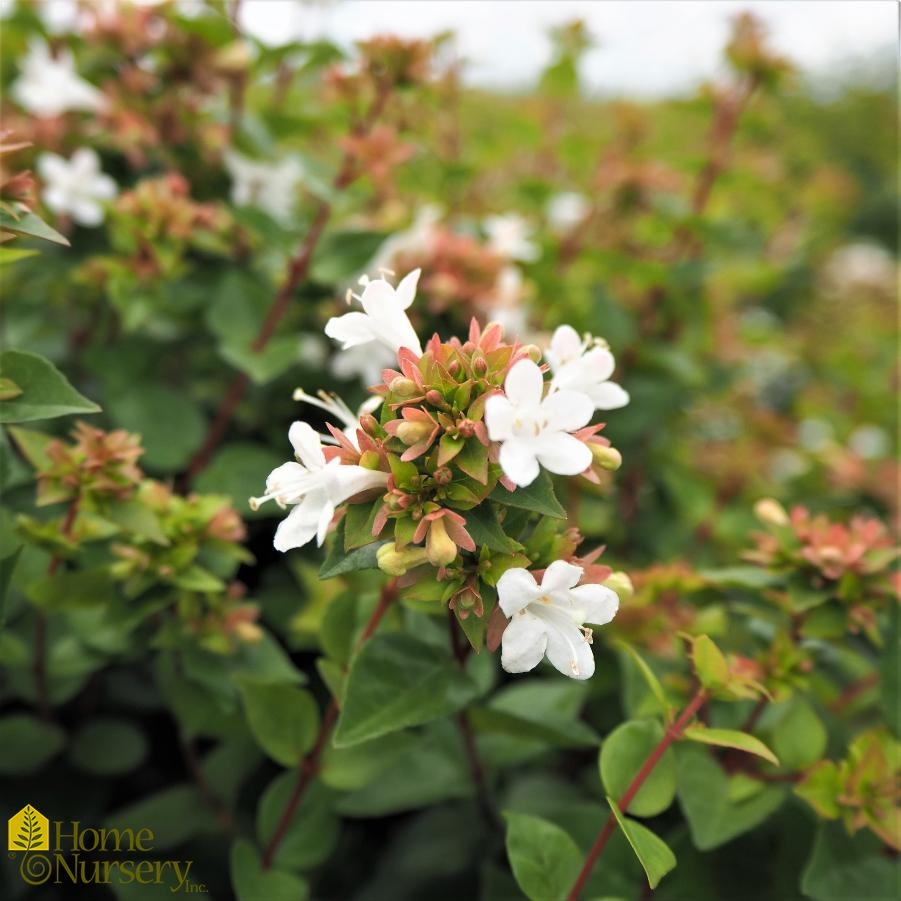 Abelia x chinensis 'Rose Creek'