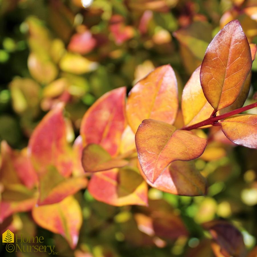 Ligustrum x 'Vicaryi'