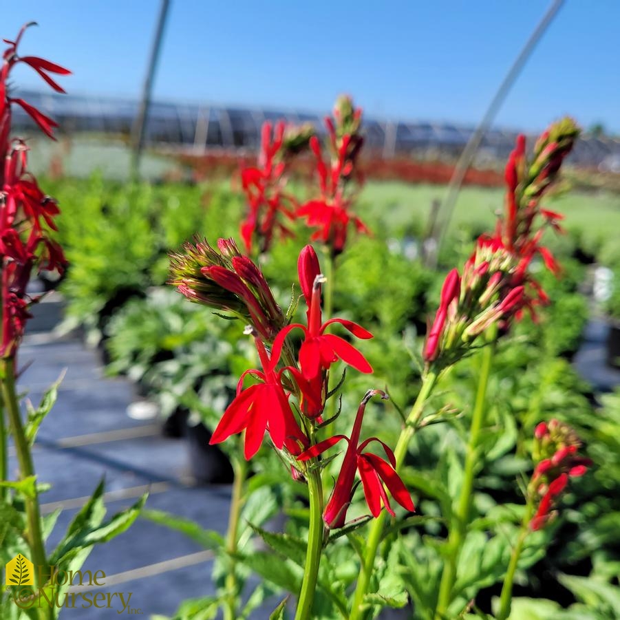 Lobelia cardinalis 