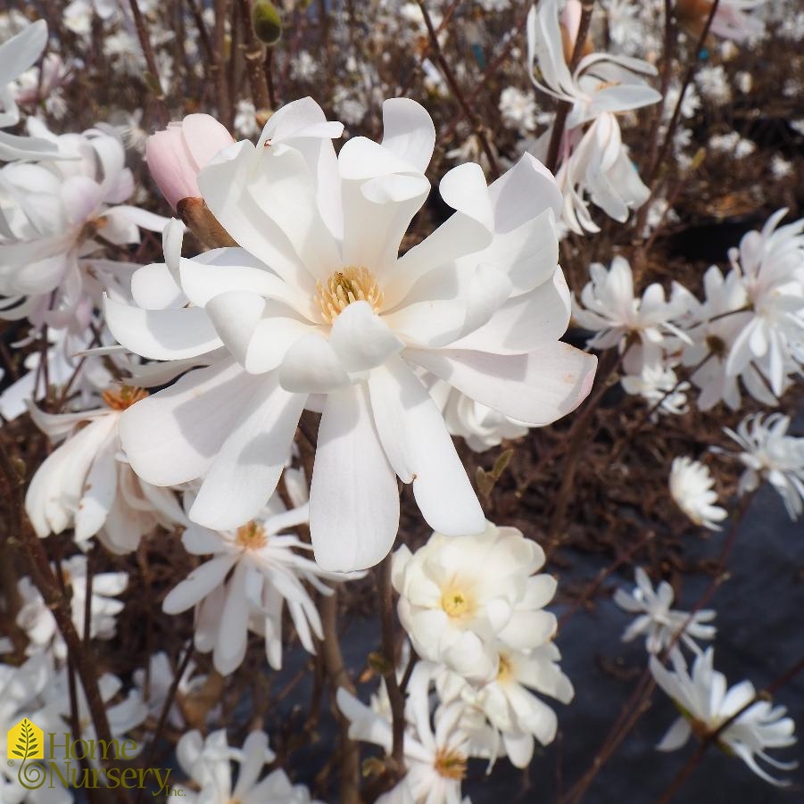 Magnolia stellata 