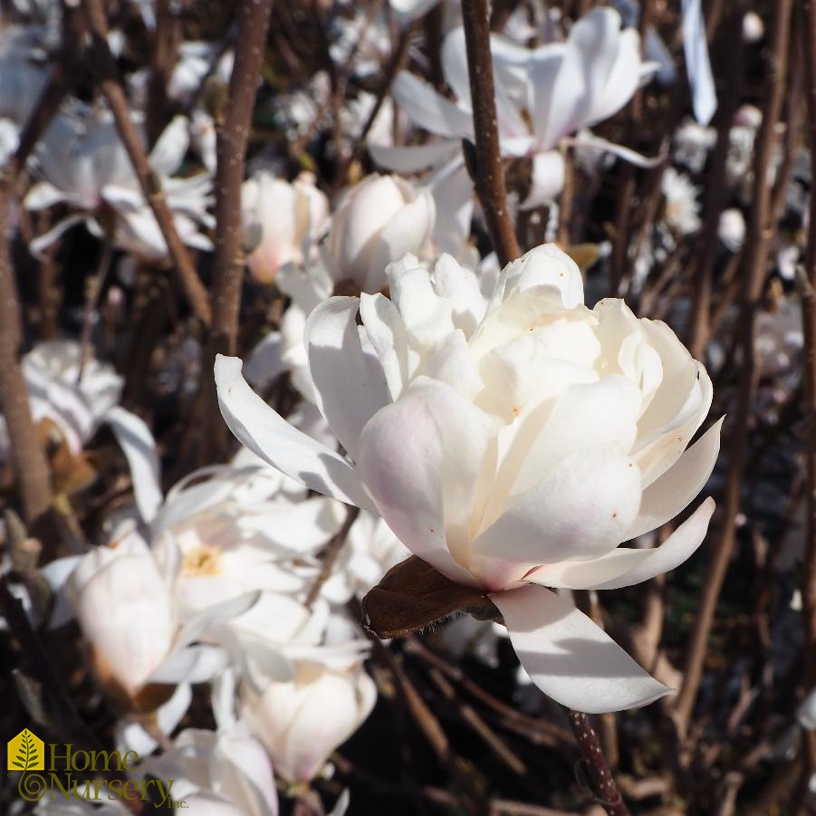 Magnolia stellata 'Royal Star'