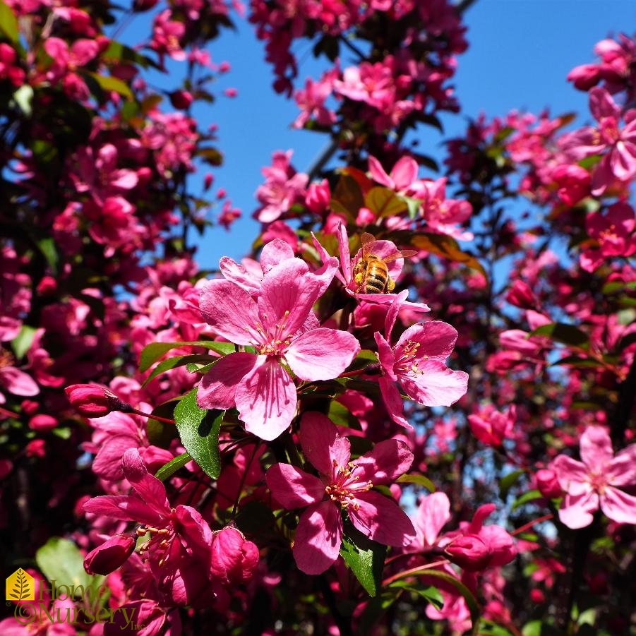 Malus x 'Prairifire'