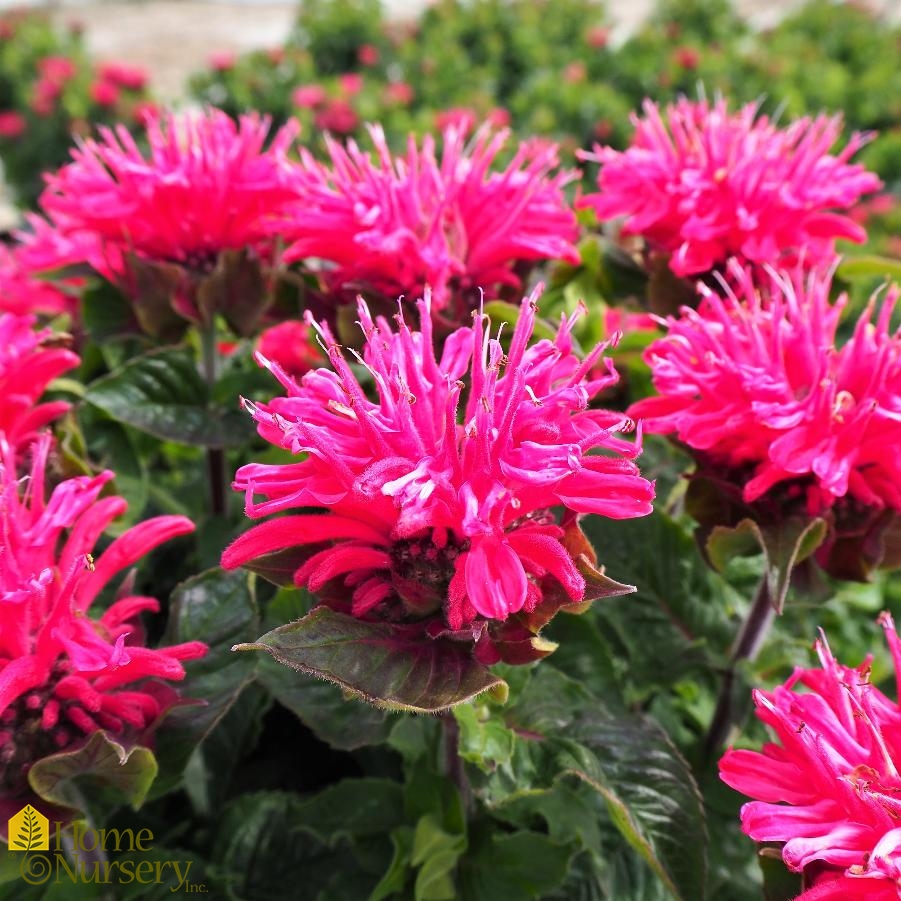 Monarda didyma 'Pardon My Cerise'