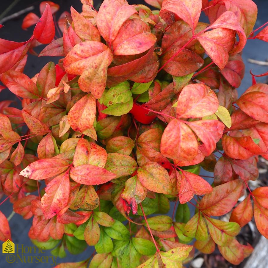 Nandina domestica 'Firepower'