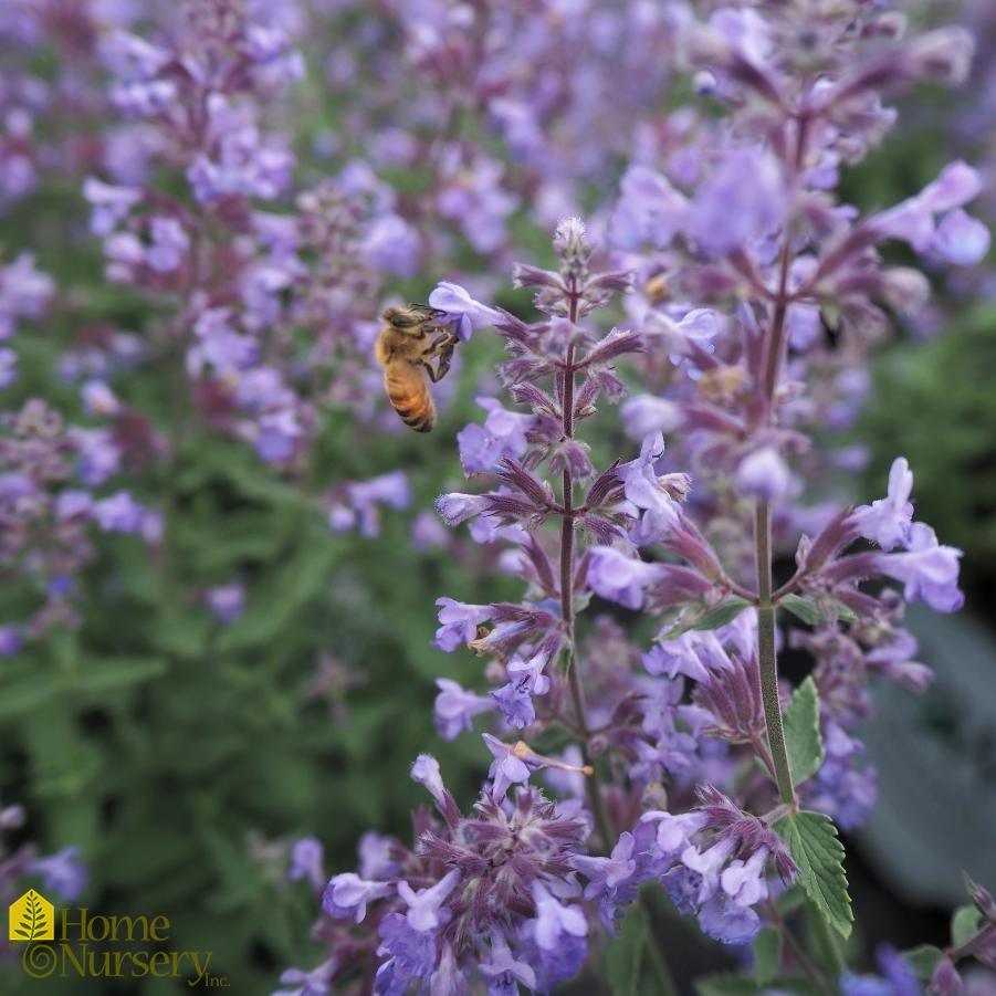 Nepeta faassenii 'Cat's Meow'