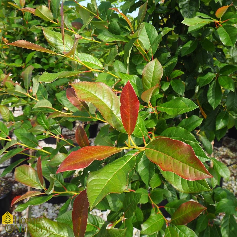 Nyssa sylvatica 'Wildfire'