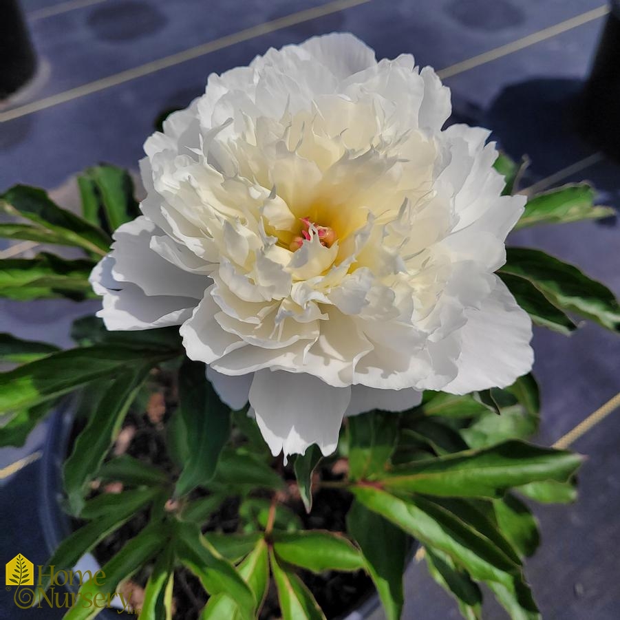 Paeonia lactiflora 'Shirley Temple'