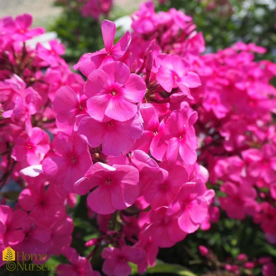 Phlox paniculata Candy Store® Bubblegum Pink™