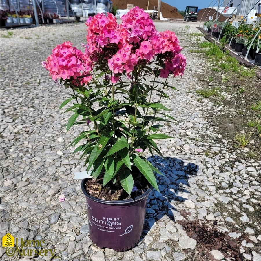 Phlox paniculata Candy Store® Coral Crème Drop™