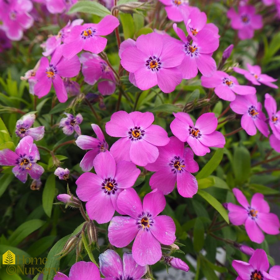 Phlox x 'Purple Sprite'