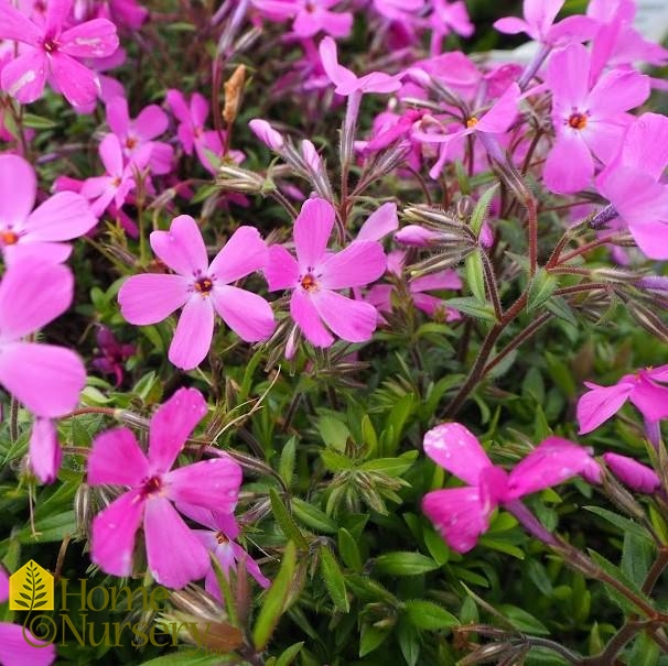 Phlox x 'Rose Sprite'