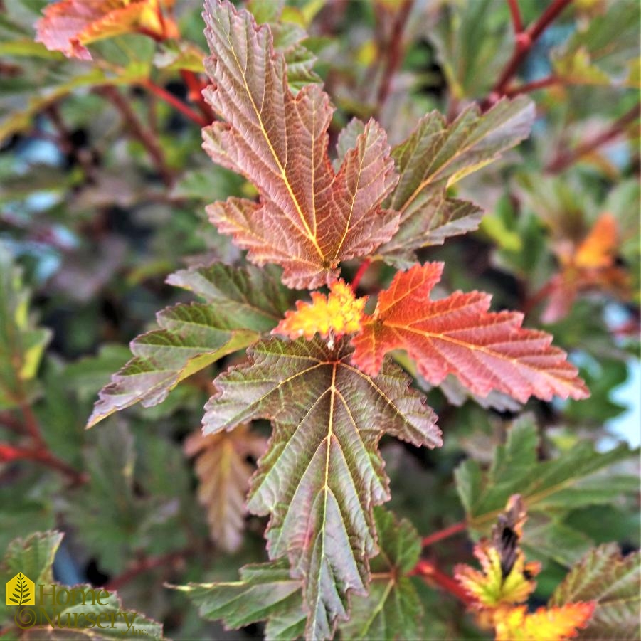 Physocarpus opulifolius Coppertina®