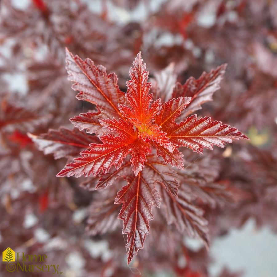 Physocarpus opulifolius Summer Wine® Black