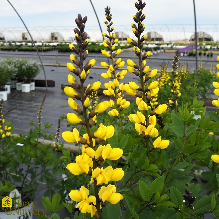 Baptisia x Decadence® 'Lemon Meringue'