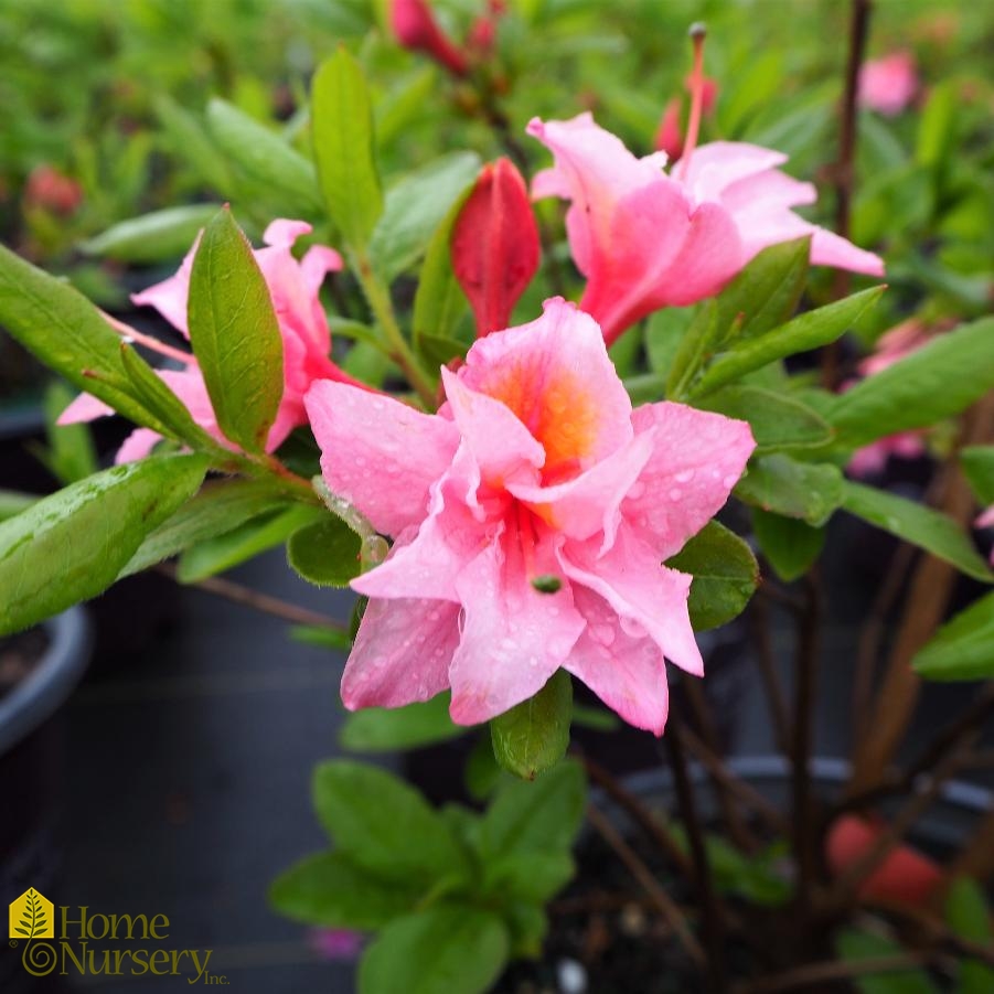 Rhododendron Electric Lights™Double Pink Azalea from Home Nursery