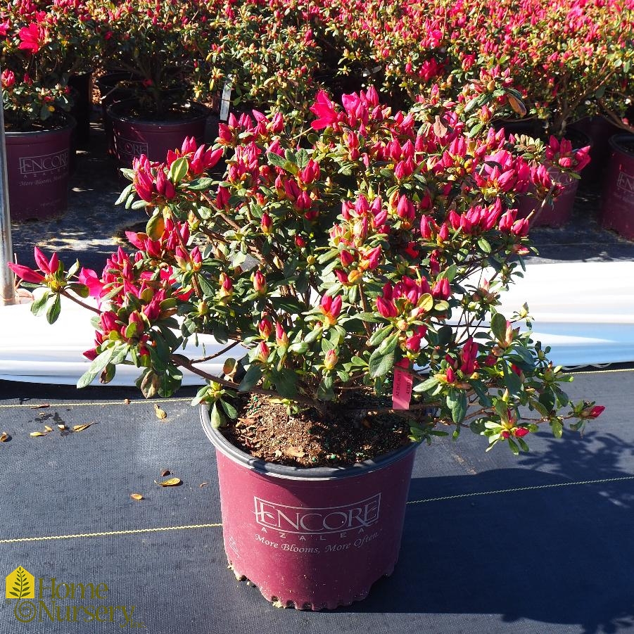 Rhododendron Encore® Autumn Bonfire®