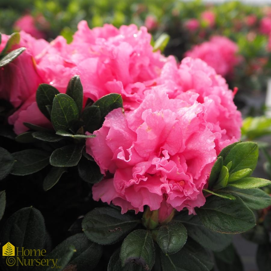 Rhododendron x Bloom-A-Thon® Pink Double Azalea from Home Nursery