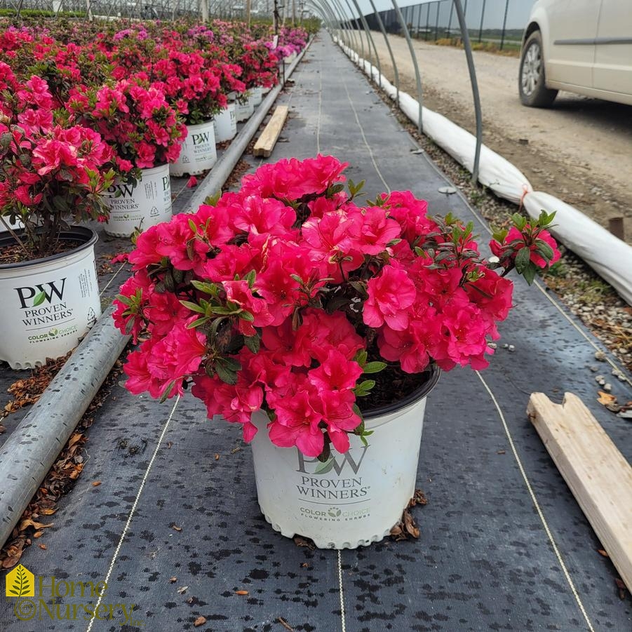 Rhododendron x Bloom-A-Thon® Red