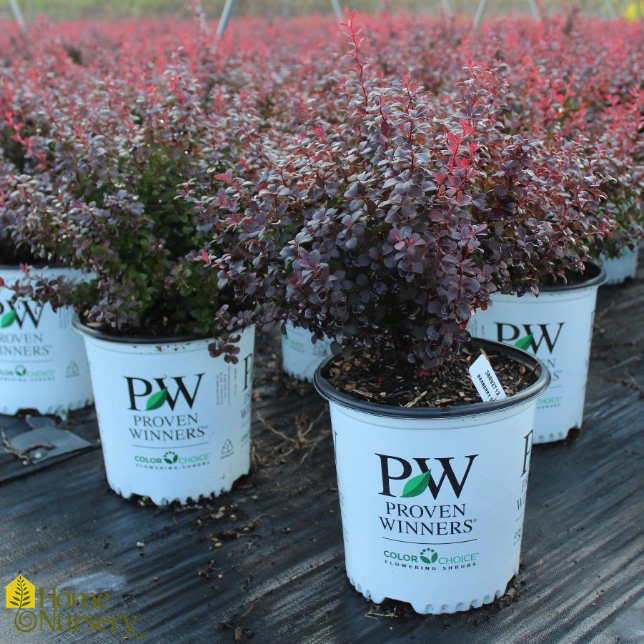 Berberis x Sunjoy Todo™