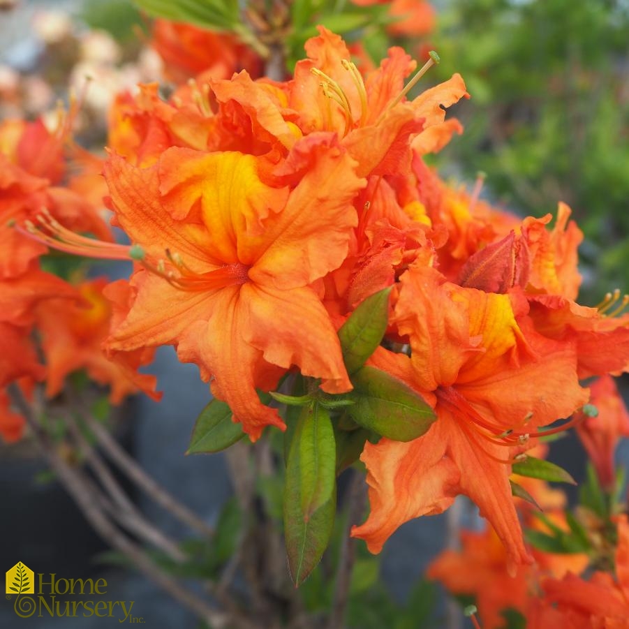 Rhododendron x Exbury 'Gibralter'