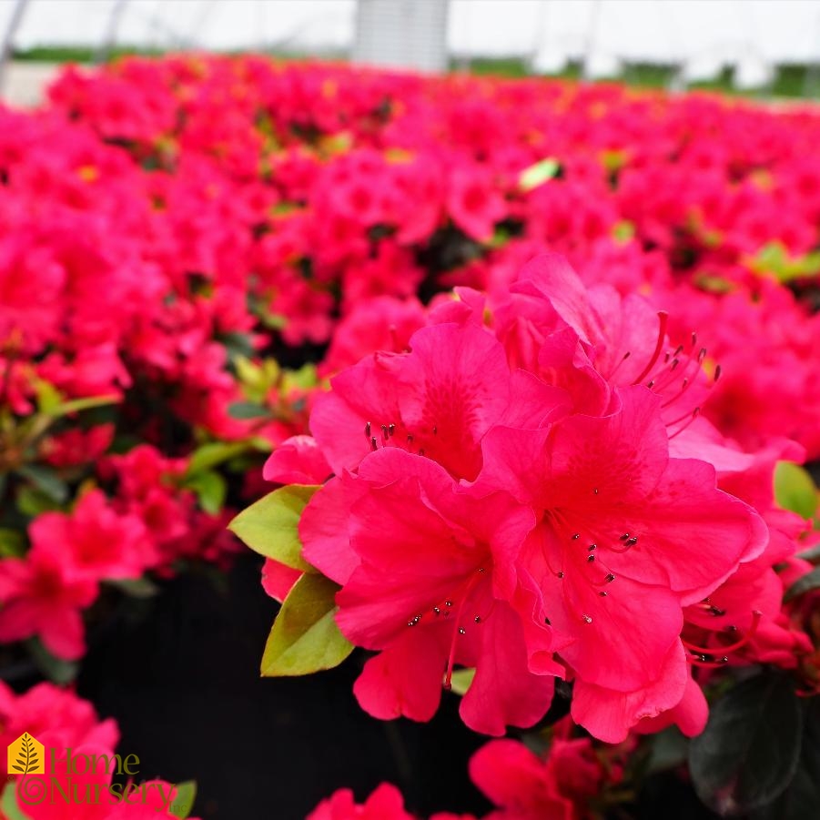 Rhododendron x 'Girard's Crimson'