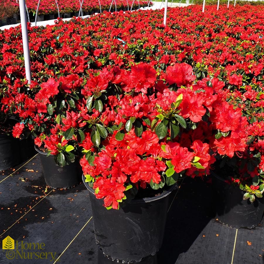 Rhododendron x 'Girard's Hot Shot'