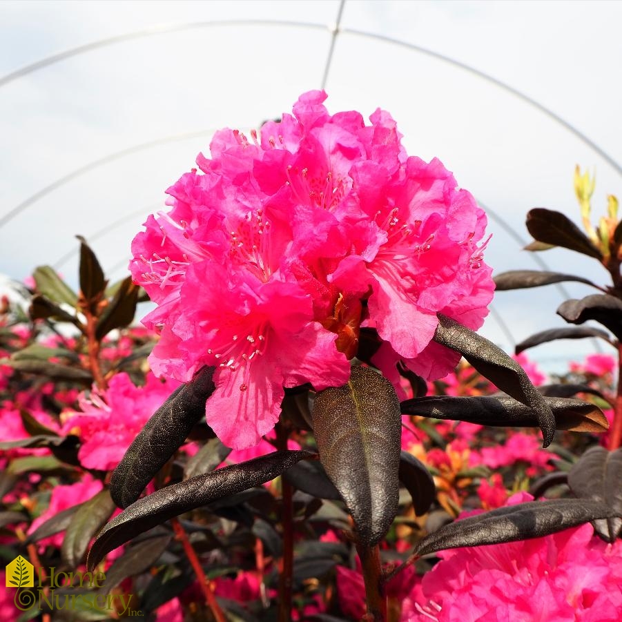 Rhododendron x 'P.J.M. Landmark'