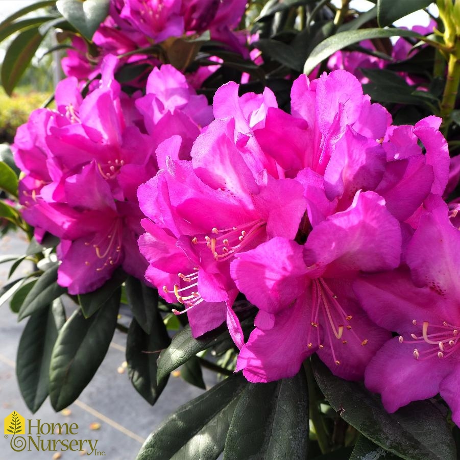 Rhododendron x Purple Passion