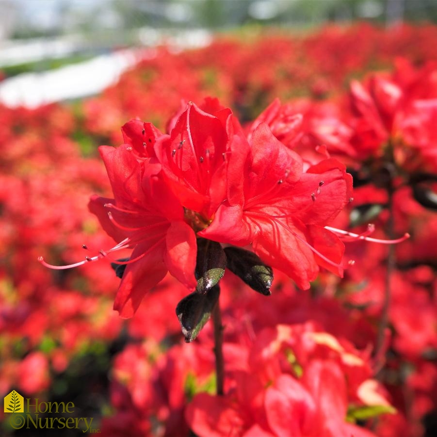 Rhododendron x 'Stewartstonia'