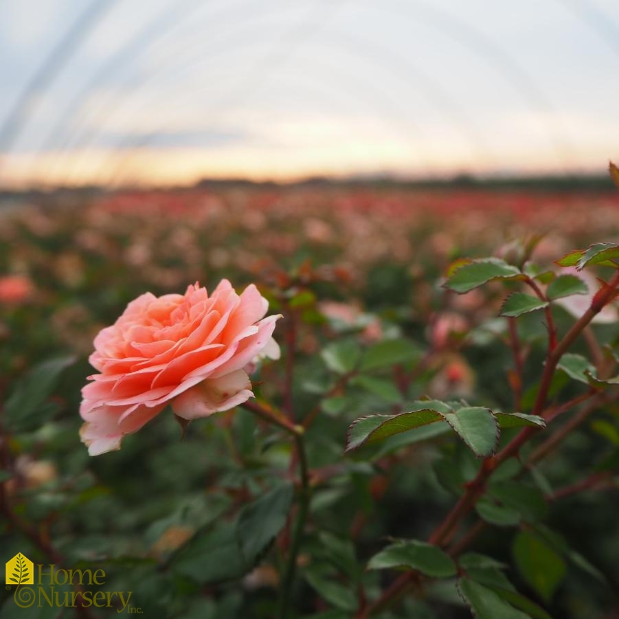 Rosa x Apricot Drift®