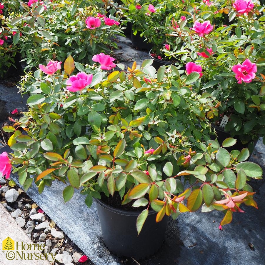 Rosa Kolorscape® Flamingo™