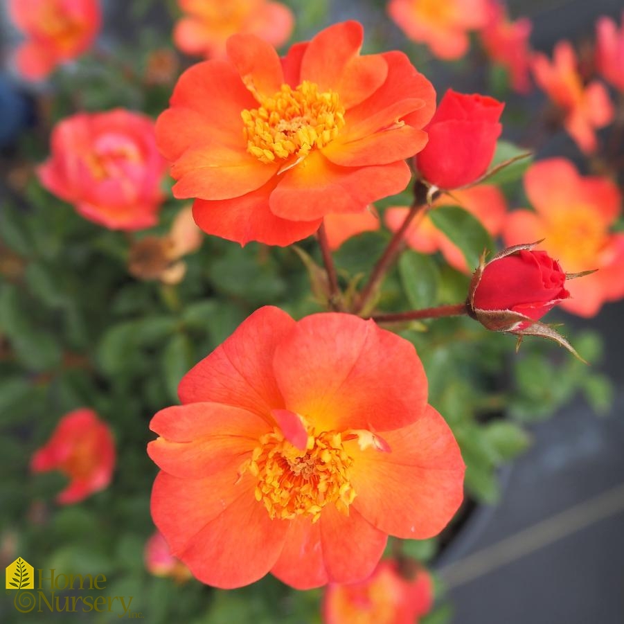 Rosa x Oso Easy Hot Paprika® Rose from Home Nursery