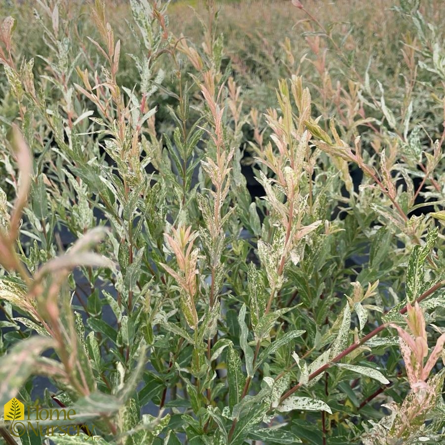 Salix integra 'Hakuro-nishiki'