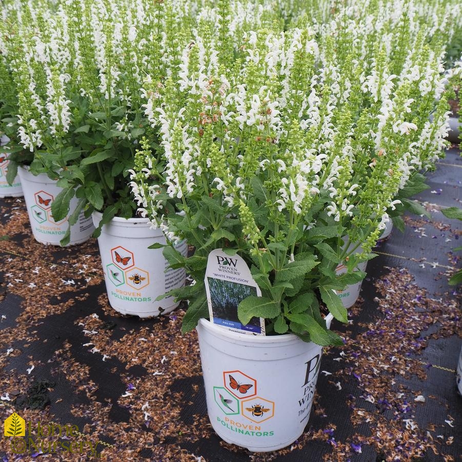 Salvia nemerosa 'White Profusion'