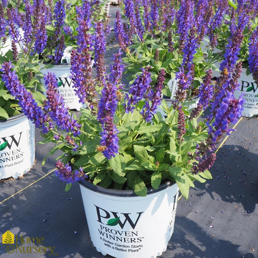 Salvia nemerosa 'Violet Profusion'