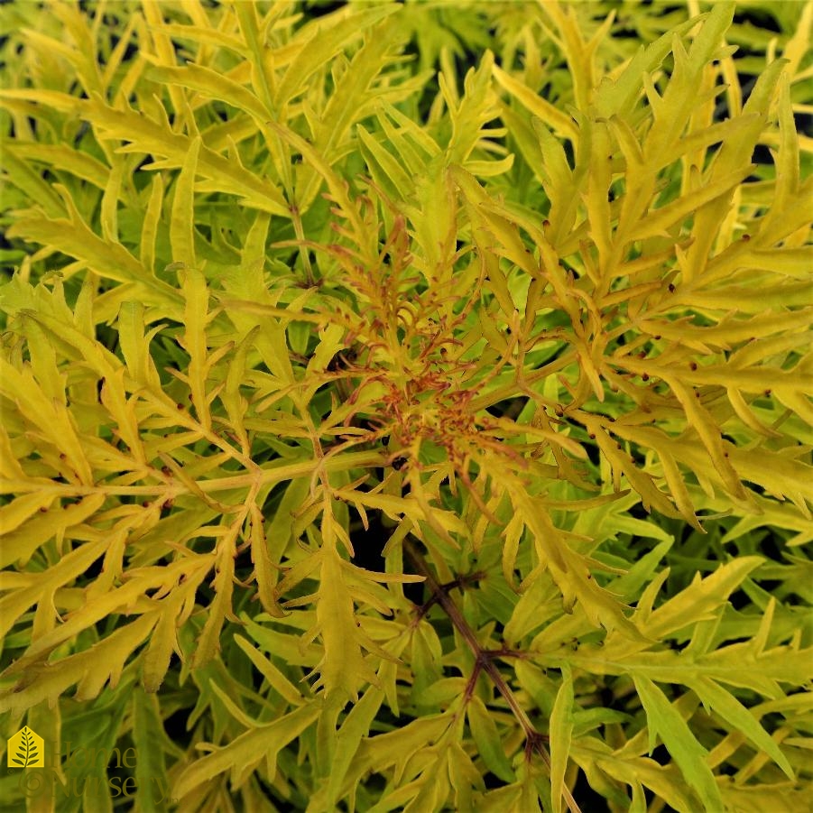 Sambucus racemosa Lemony Lace®