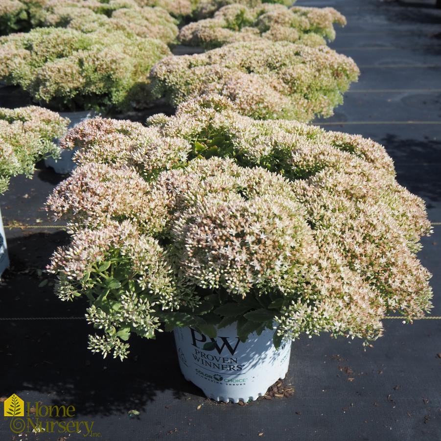 Sedum x Rock 'n Grow® Bundle of Joy