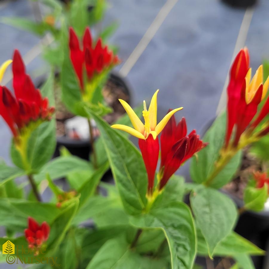 Spigelia marilandica 'Little Redhead'