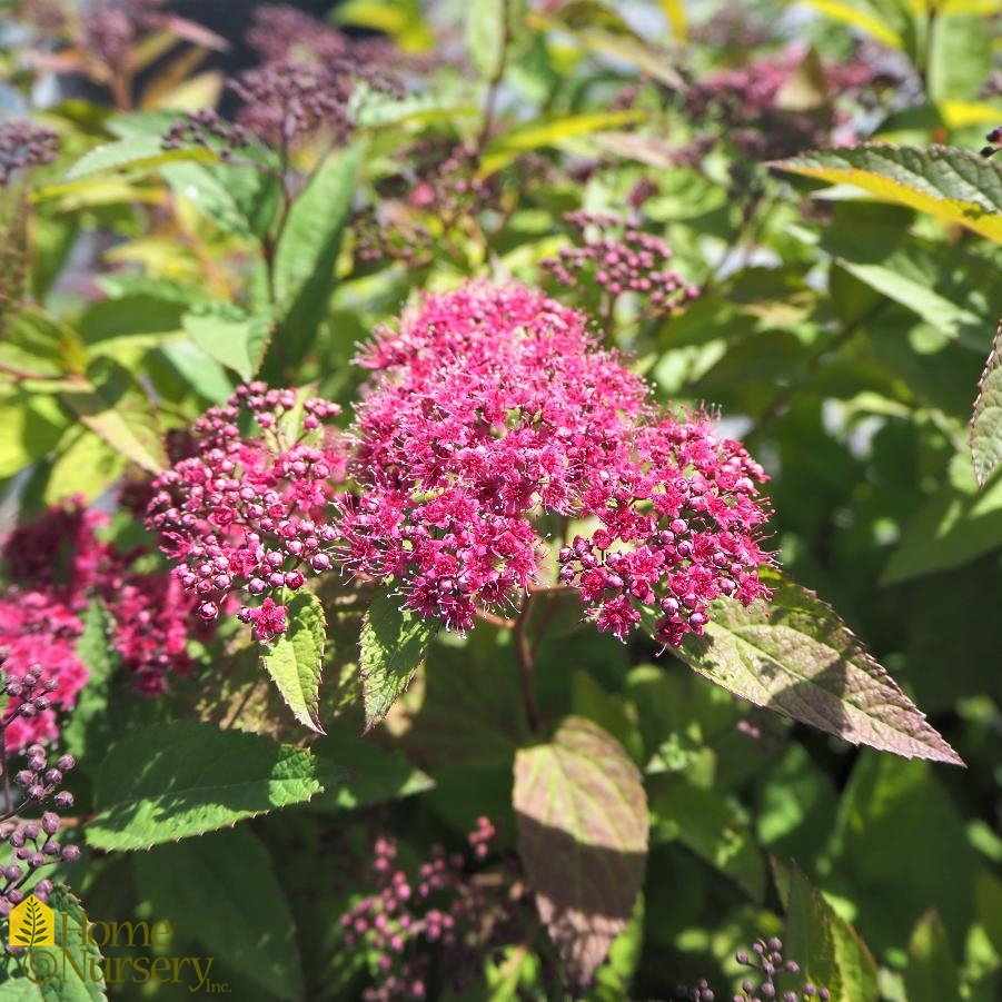 Spiraea japonica Double Play® Red