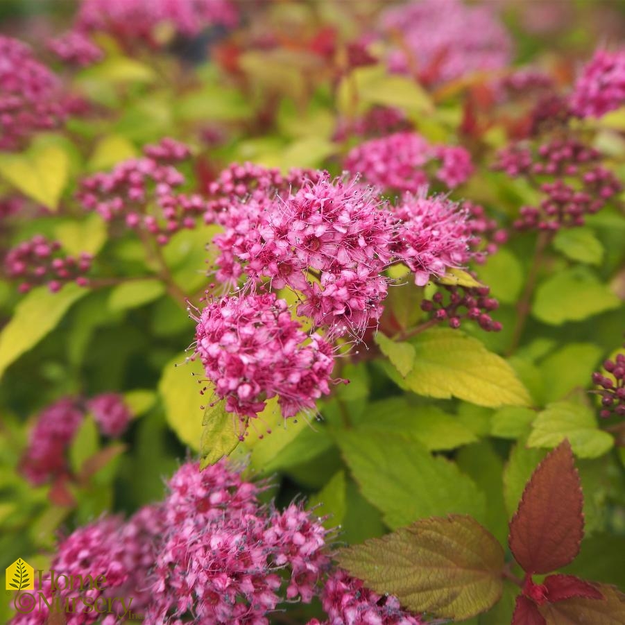 Spiraea japonica 'Magic Carpet'