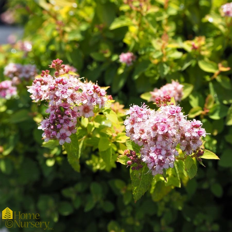 Spiraea x Sundrop™