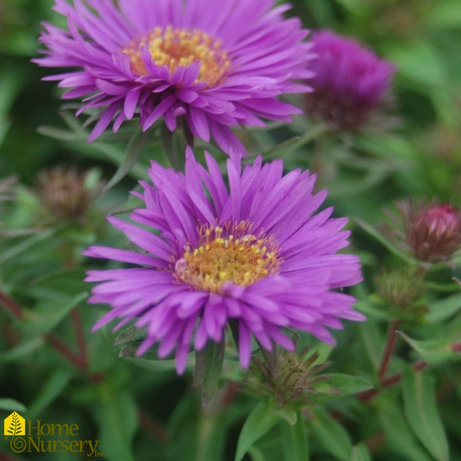 Symphyotrichum novae-angliae 'Purple Dome'