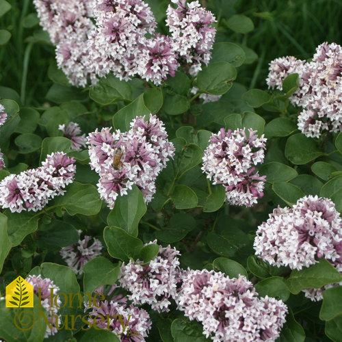 Syringa patula Baby Kim®